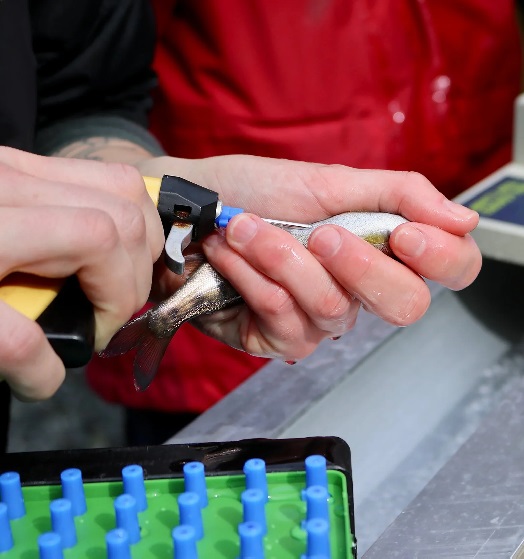 Identificación Electrónica